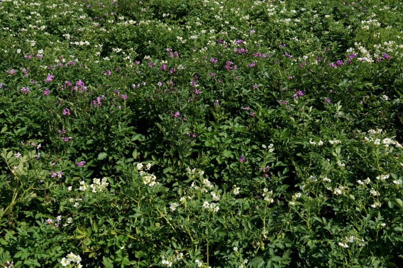 De aardappelen gaan via twee zeefmatten direct in kistjes. Achterop de rooier staan medewerkers van Solynta die het pootgoed uitlezen op tarra.