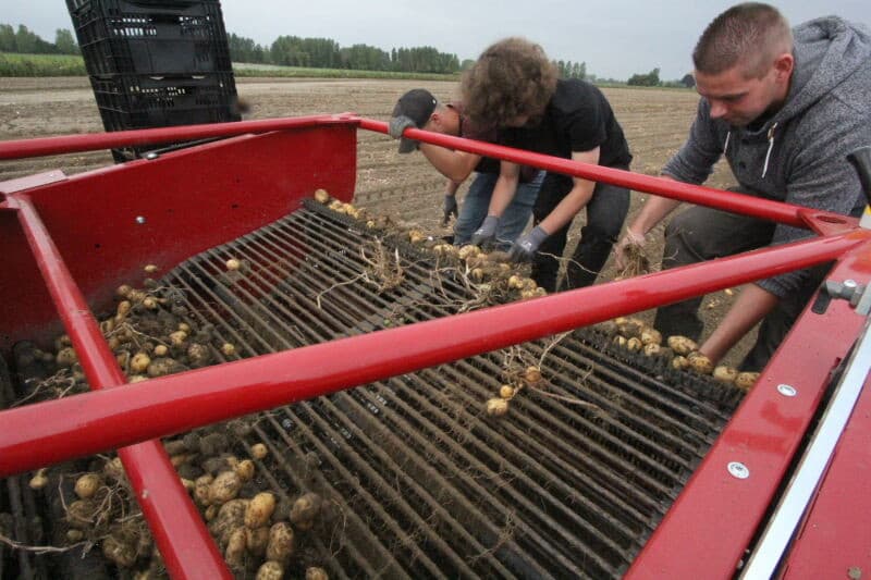 De inhoud van de kistjes wordt bijeengevoegd in een kistje. Soms levert een nummer zoveel pootgoed dat het maar net in een kistje kan.