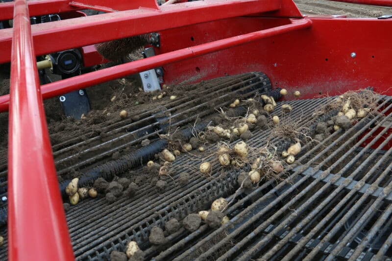 Het uit zaad geteelde pootgoed van dit nummer doet niet veel onder voor traditioneel geteeld pootgoed. Foto's: Anton Dingemanse