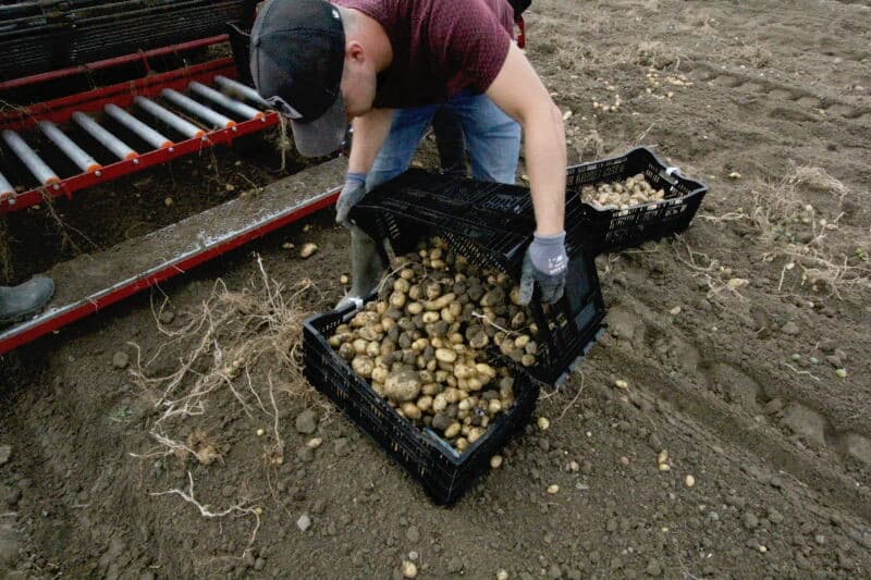 Agronoom Michiel de Vries bekijkt een kistje pootgoed uit zaad. Solynta heeft laten zien dat het in twee jaar een hybride kan maken met dubbele phytophthora-resistentie. Als bij deze test-hybride uit zaad een commercieel interessante blijkt te zitten, dan kan dat als resistent ras op de markt komen.