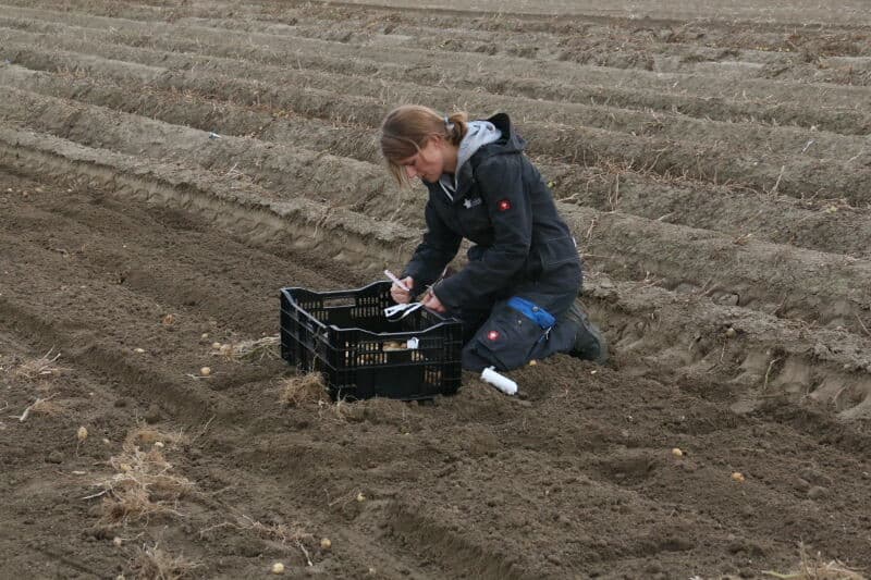 Ook aan kiemkracht hoeft het niet te ontbreken, zoals deze tray met aardappelplantjes die dit voorjaar werden uitgeplant, laat zien.