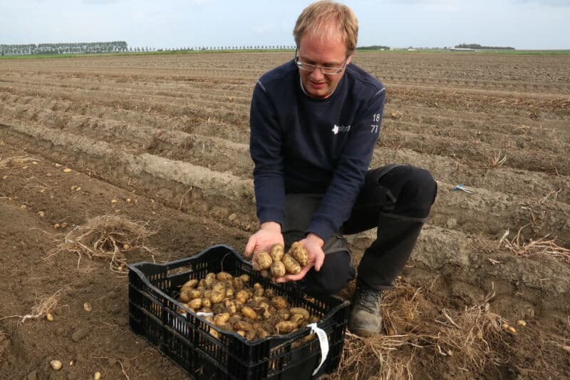 De in de kas opgekweekte plantjes zijn in het voorjaar met een aangepaste koolplanter in vooraf gefreesde ruggen geplant.