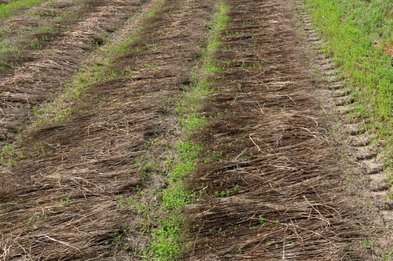Dan wordt er nog eens een paar keer flink aan getrokken. De trekweerstand en de lengte van het vlas zijn bepalend of het vlas wordt binnengehaald. Is het percentage lange vezel in het bruto product lager dan 14%, dan kom je volgens De Bruijne op een kantelpunt of het wel of niet rendabel is om te oogsten.