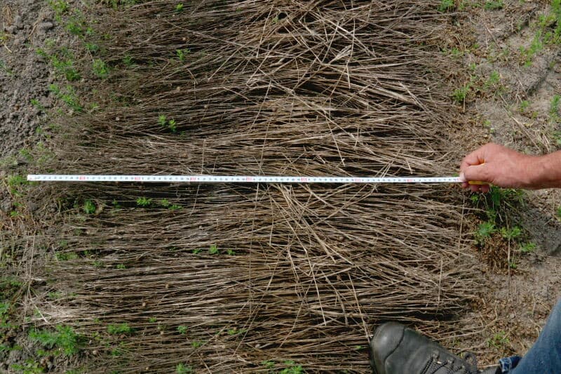 Het vlas op dit perceel, met een gemiddelde lengte van 75 centimeter, hoort nog tot de betere percelen dit jaar. Een lengte van 90 centimeter wordt normaal geacht. Door de droogte in de vlasregio bij uitstek, Zeeuws-Vlaanderen, zijn daar percelen met een dermate lage kwaliteit vezel dat het niet loont om de vezels te persen en transporteren. Het zaad van deze percelen is wel geoogst.