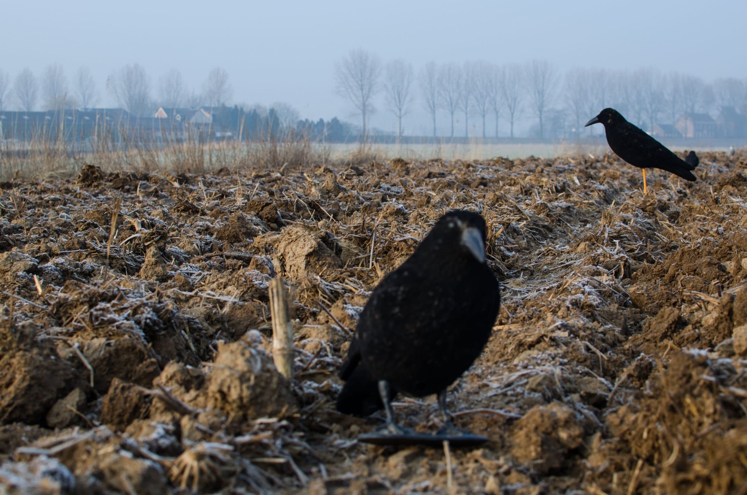 Lokkraaien op een winters perceel. Volgens de Jagersvereniging kan effectieve schadebestrijding niet zonder deze methode. - Foto: Jeroen Verschoor