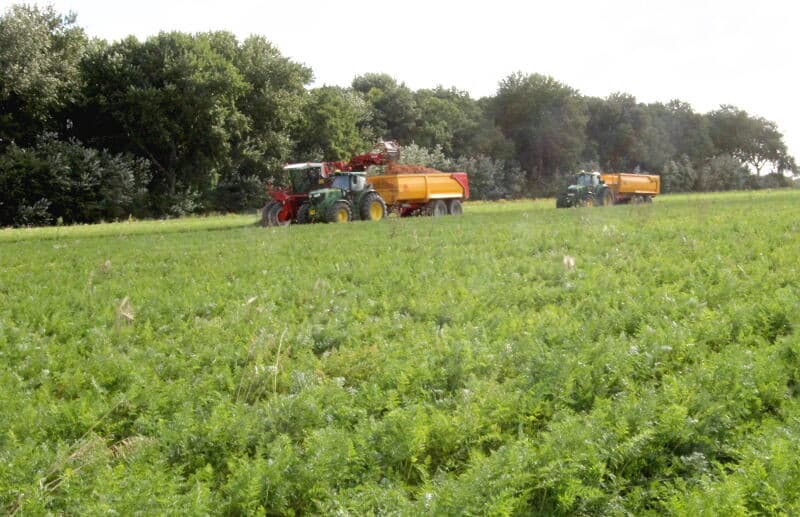 Loonbedrijf Waverijn uit Philippine op Zeeuws-Vlaanderen rooit hier versmarktpeen 'Romance' voor akkerbouwbedrijf de Meijer-Haak uit Hoek (Zeeland). - Foto's: Anton Dingemanse