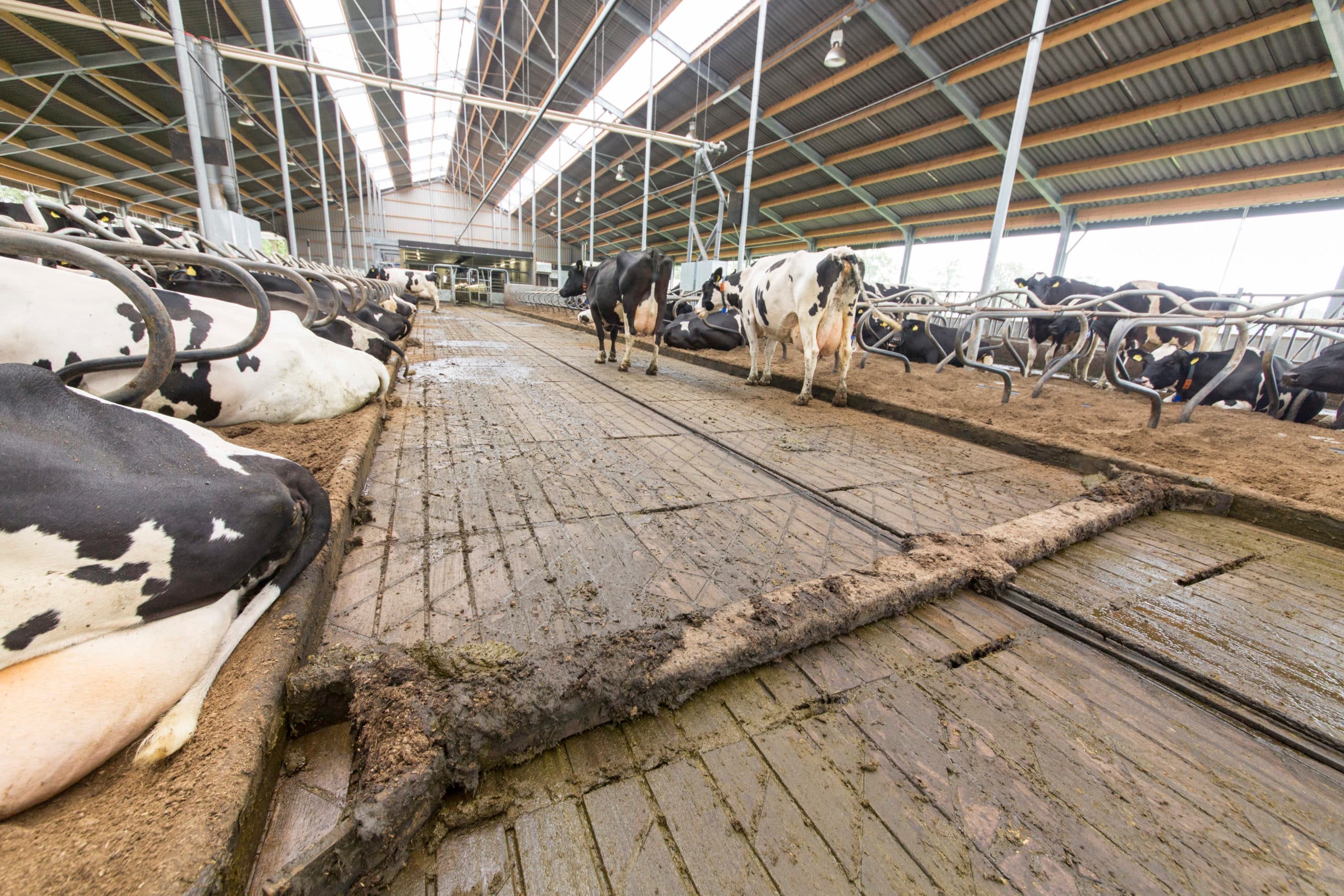 Foto: Koos Groenewold
