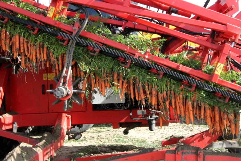 Met de Dewulf tweerijige rooier worden de laatste 2 rijen gerooid, die bleven staan bij het openen van het veld. Over deze rijen is een paar keer met de vrachtcombinatie gereden. Hierdoor heeft het loof wat schade opgelopen.