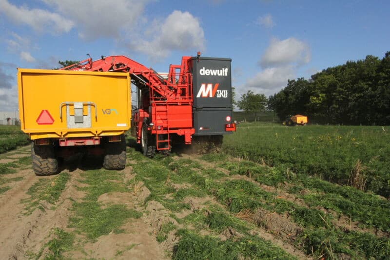 Ook de peen op de opvoerband bevestigt dat de peen een goede maat heeft. Dit heeft teler Martin de Meijer vooral te danken aan een van de zoetwaterbassins bij de Braakman, waar hij mee kan beregenen. Dit is oppervlaktewater uit België, dat is bestemd voor de industrie in de regio.