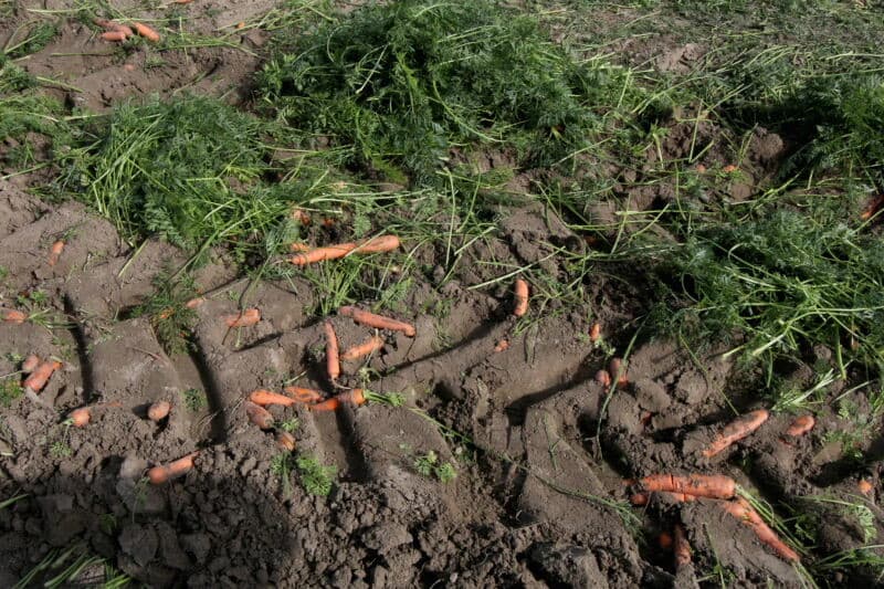 Hier, bij het optrekken van de peen, is te zien dat er veel grond mee naar boven komt. Dit is zandgrond.