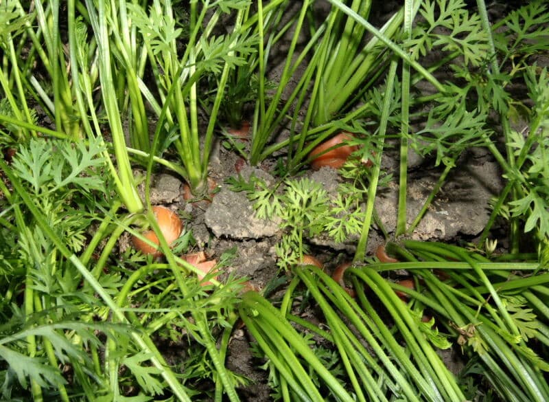 De peen, hangend in de klemband, is van een goede maat. De peen gaat naar een Belgische verwerker die de peen wast, sorteert en verpakt. De dag na het rooien ligt de peen in de winkelschappen.