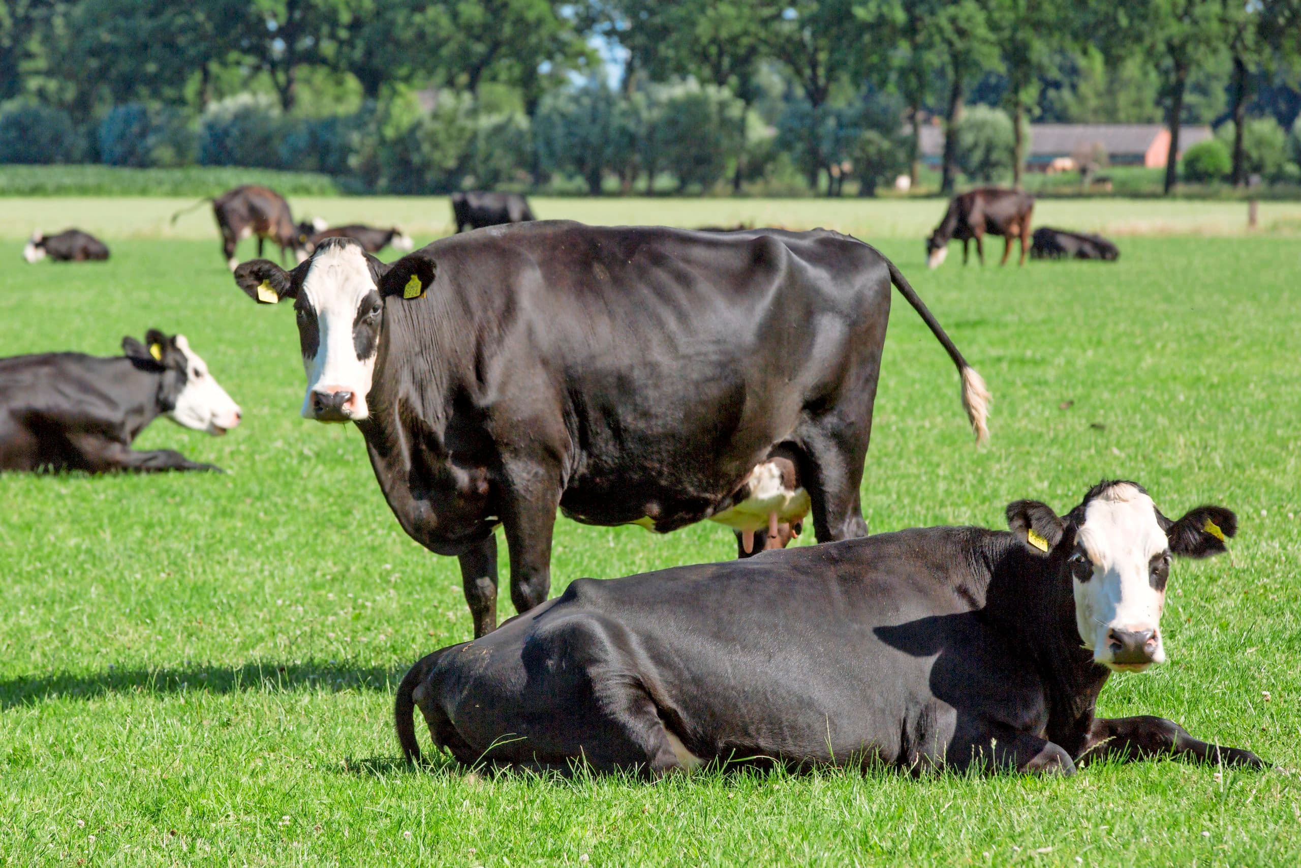 Foto: Koos Groenewold