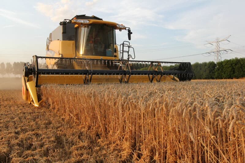 Loonbedrijf Markusse dorst een perceel Reform-wintertarwe voor Jan Mesu in Oudelande op Zuid-Beveland. Net voor de regenperiode die zaterdag aanbrak, grepen veel graantelers in het Zuidwesten de kans om hun percelen rijpe tarwe te dorsen. - Foto's: Anton Dingemanse