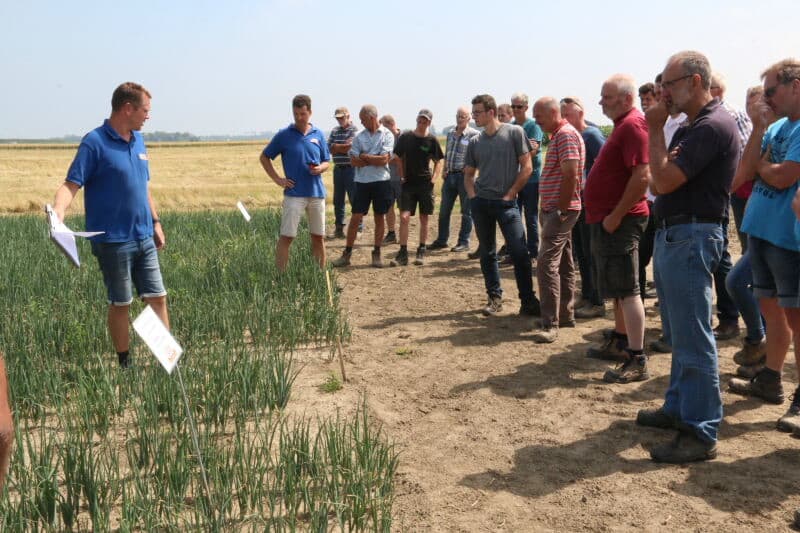 In het Zuidwesten was het erg droog. Beregenen kan hier alleen tegen hoge kosten voor aanvoer van water. Het gewas heeft op zich nog niet zo veel van de droogte te lijden.