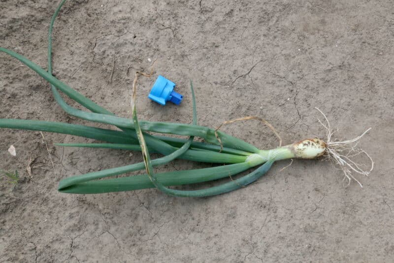In de rassendemo's van de tweedejaars plantuien staan 11 rassen gele uien. Over opbrengst en kwaliteit valt nog niet veel te zeggen, die zullen door de droogte wel gemankeerd zijn. Het blijkt dat rassen die normaal goed presteren door de droogte duidelijk minder presteren. Dat is een interessant gegeven voor de telers die niet kunnen beregenen.