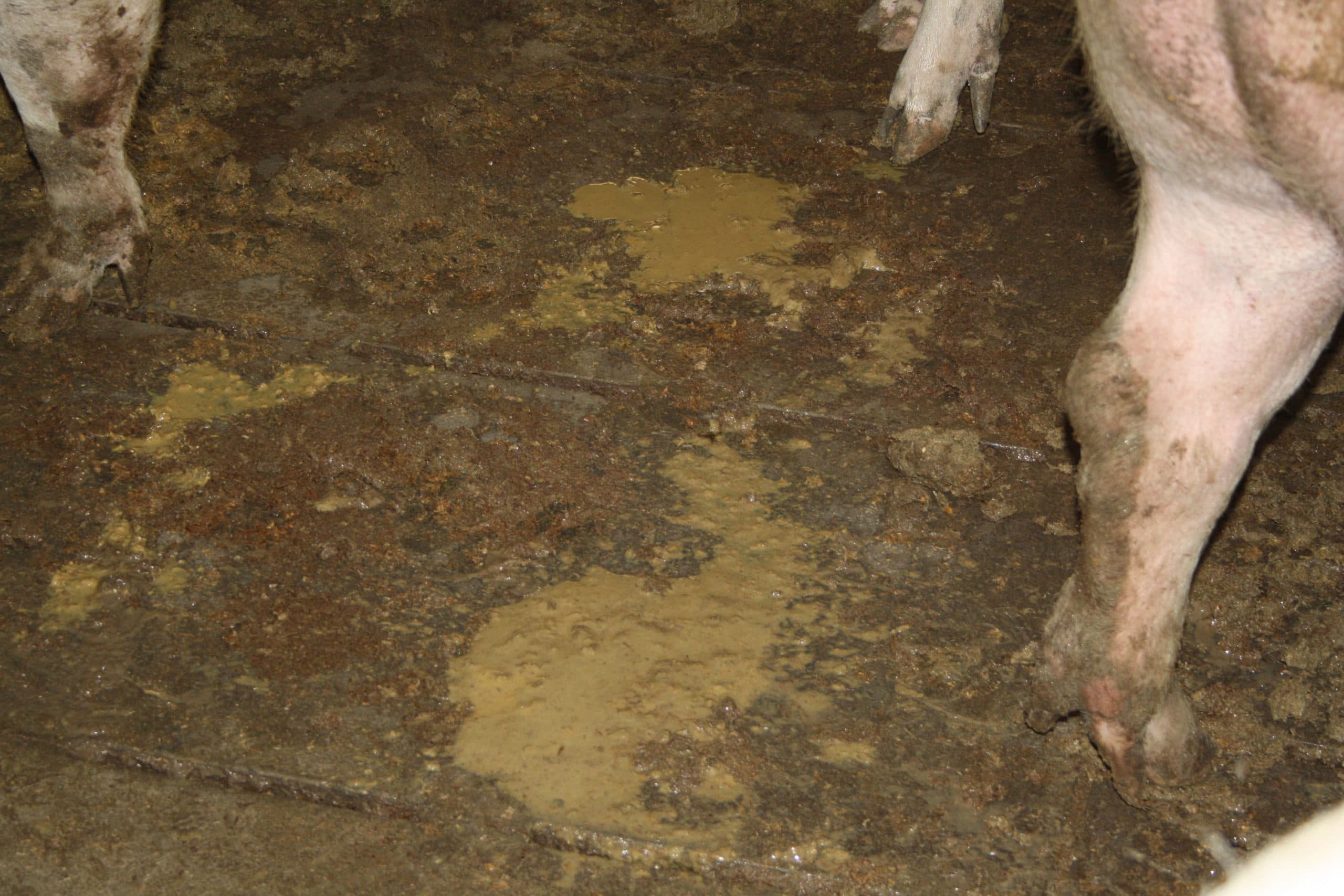 Foto: Andrea Ladinig, University Clinic for Swine, Wenen.