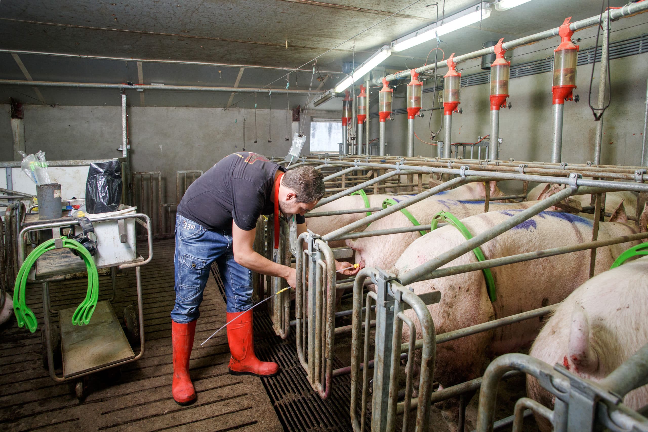 Insemineren van zeugen. - Foto: Herbert Wiggerman