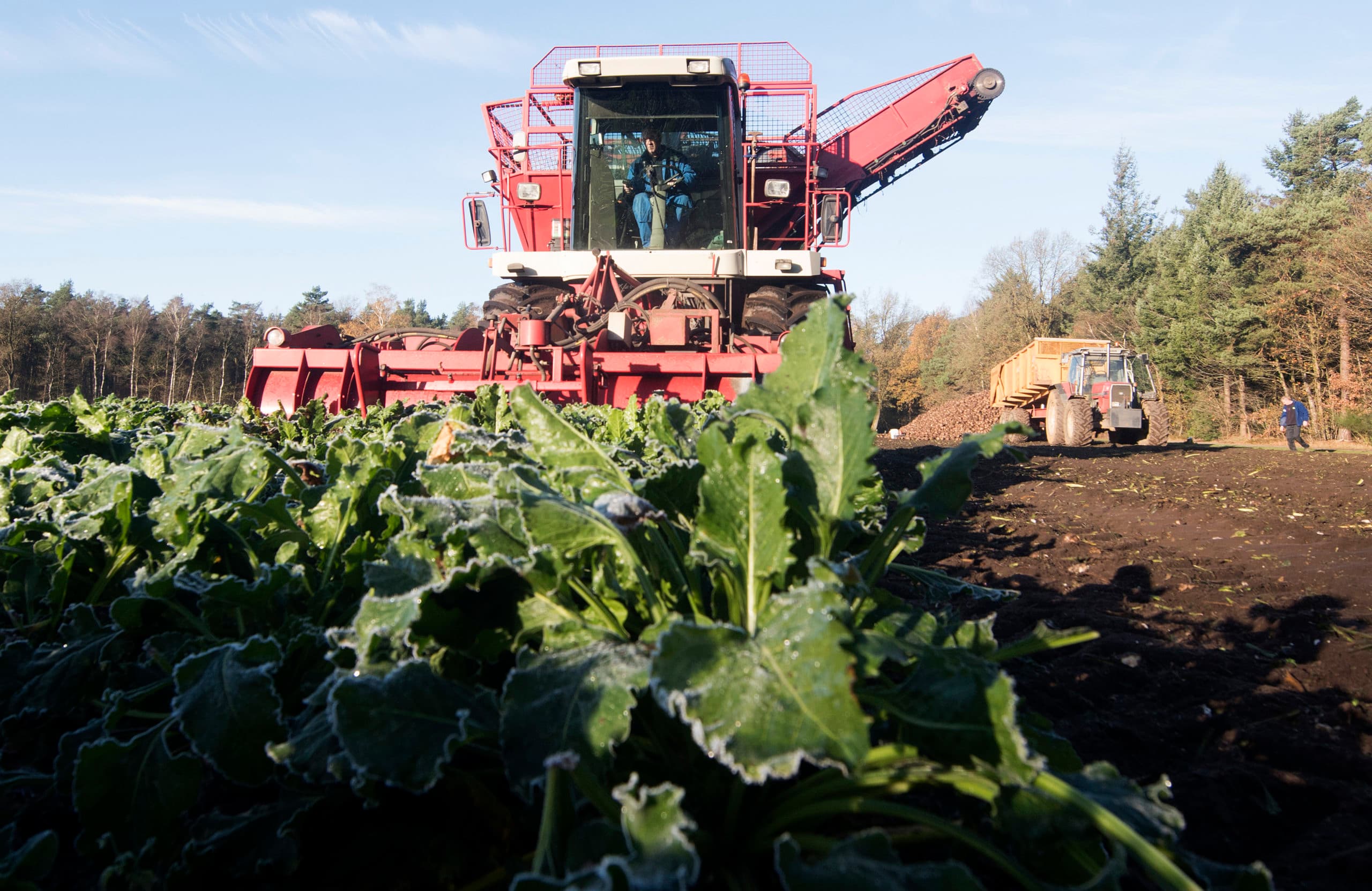Oogst suikerbieten door een loonwerker. Foto: APA Foto