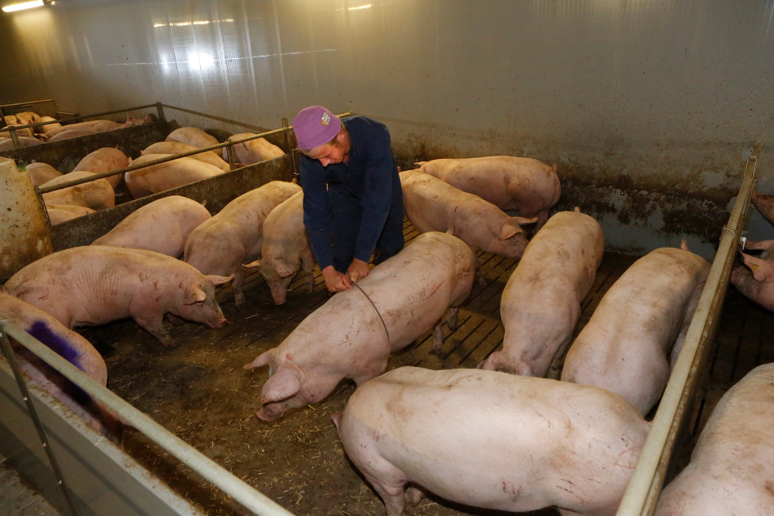 Het selecteren en markeren van slachtrijpe varkens - Foto: Henk Riswick