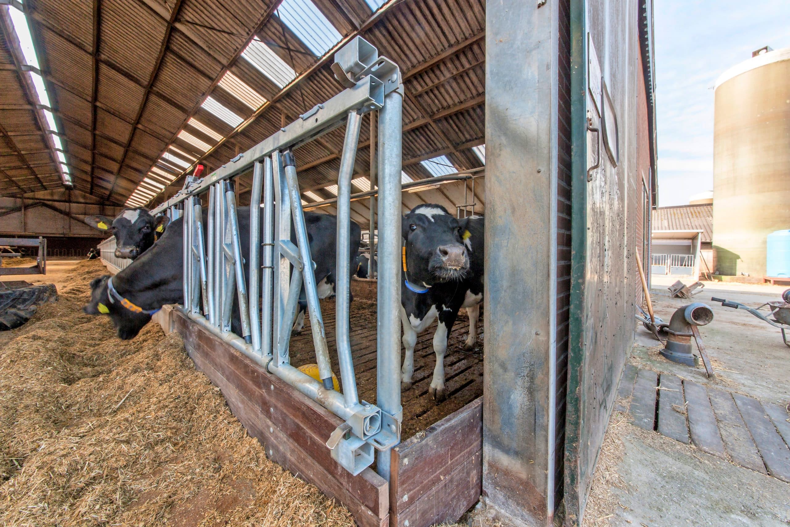 De provincie wil de ammoniakemissies uit stallen en daarmee de stikstofdepositie op natuur, versneld terugdringen. De aanscherping van de eisen heeft vooral gevolgen voor melkveebedrijven. - Foto: Koos Groenewold