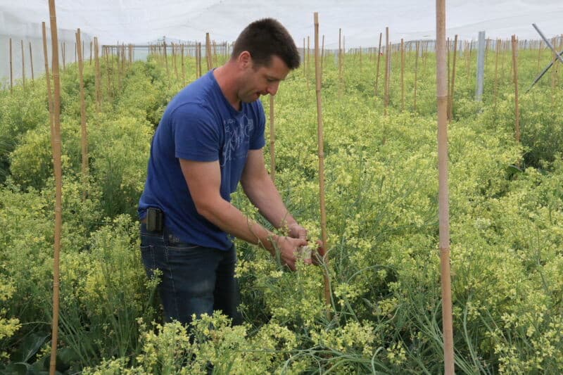Bloemkool is net als andere koolsoorten een tweejarig gewas. Om de ontwikkelende bloemstengel ruimte en energie te geven worden bij bloemkool roosjes weg gesneden. Het komt voor dat roosjes tijdens het ontwikkelen van de bloemstengel wegrotten. De plant ondervindt hier geen schade van.