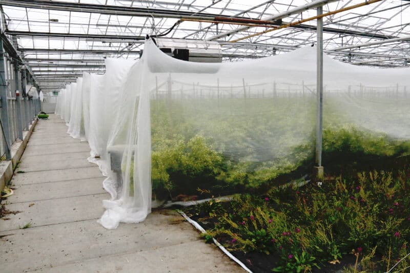 Een mannelijke bloem met de meeldraden. Deze produceert het stuifmeel dat tevens dient als voedsel voor de bijen. Het is niet noodzakelijk dat de bijen eerst op mannelijke bloemen stuifmeel verzamelen voor ze de vrouwelijke planten bezoeken. Als de bijen eenmaal stuifmeel aan het verzamelen zijn komen ze in de kast zo dicht op elkaar dat ze altijd wat stuifmeel aan elkaar doorgeven, zodat de vrouwelijke bloemen altijd wel bevrucht worden.