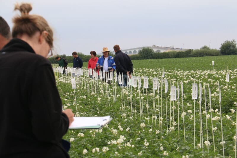 Hoewel de theorie belangrijk en behoorlijk diepgaand is, zal het uiteindelijke selecteren toch in de praktijk eigen gemaakt moeten worden. NAK-keurmeester Wim van de Waart geeft hier in de Zeeuwse selectievelden bij Colijnsplaat onderricht aan een groepje cursisten. Om de kennis zo goed mogelijk over te kunnen brengen, gaan er per keer niet meer dan acht cursisten mee het veld in.