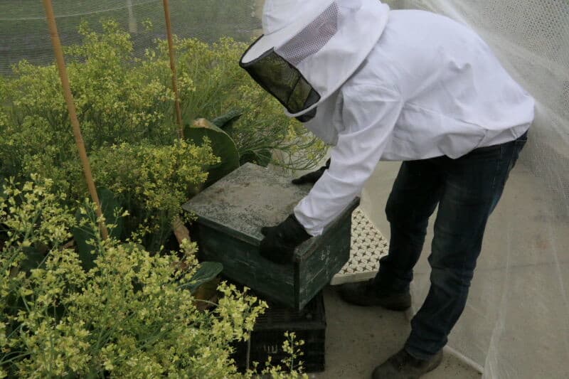 Een bij op bloemen van een vrouwelijke plant. Voordat de bijen worden geplaatst om te bestuiven komt eerst de selecteur van zaadhuis Syngenta, om mannelijke planten tussen de vrouwelijke uit te halen.