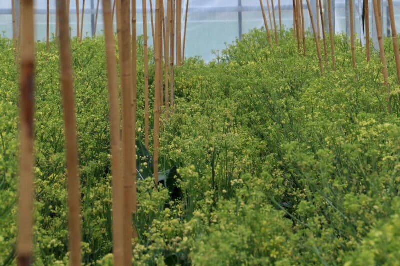 De bijen zijn bezig met het opbouwen en vullen van de honingraten. De honing, die een klein volk van 10.000 bijen onder deze omstandigheden produceert, is nodig om ze in leven te houden. Om genoeg honing te kunnen produceren moet een bijenvolk al snel 40.000 tot 50.000 stuks tellen die ook nog vrij moeten kunnen vliegen.