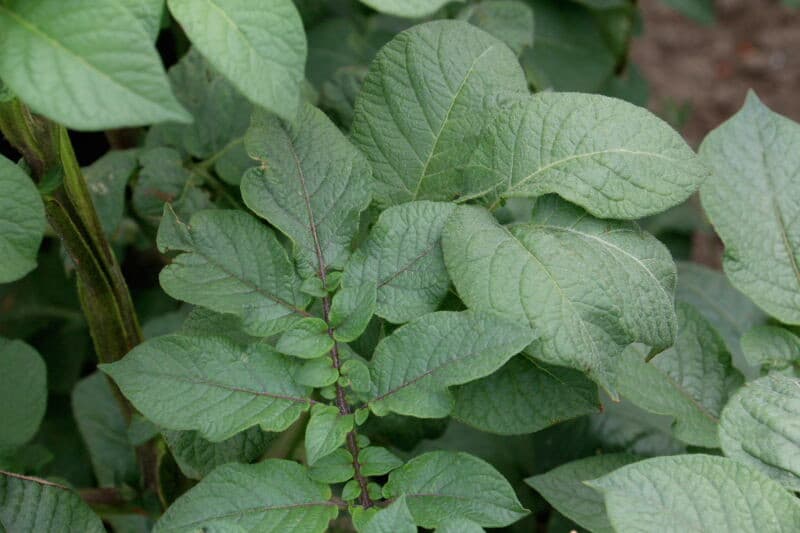 Het is niet waarschijnlijk dat de cursisten deze bacteriezieke plant over het hoofd hebben gezien.