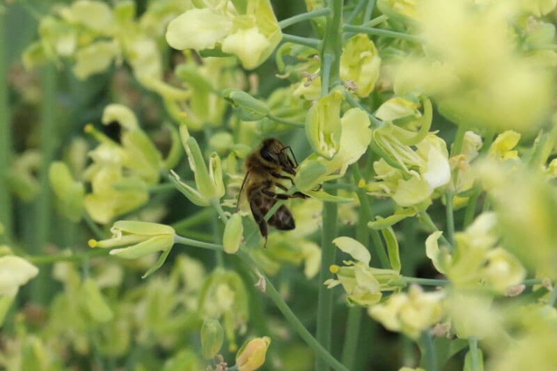 De planten voor de zaadteelt staan onder een tent van gaasdoek om te voorkomen dat de bijen, die de planten bestuiven, door het kascomplex gaan zwerven en daarmee kruisbestuiving veroorzaken.