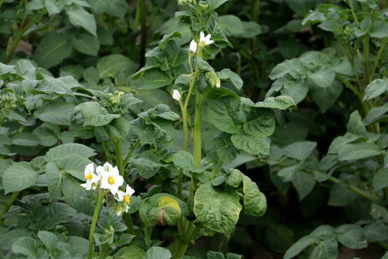 Deze plant is besmet met het mozaïekvirus.