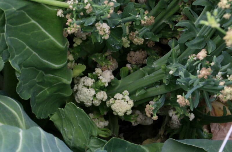 Duidelijk is hier dat voor deze F1 hybride twee rassen met verschillende kenmerken gekruist wordt. In het midden een rij lage mannelijke planten, geflankeerd door de rijen vrouwelijke planten die het zaad gaan leveren. De mannelijke planten worden verwijderd nadat ze zijn uitgebloeid.