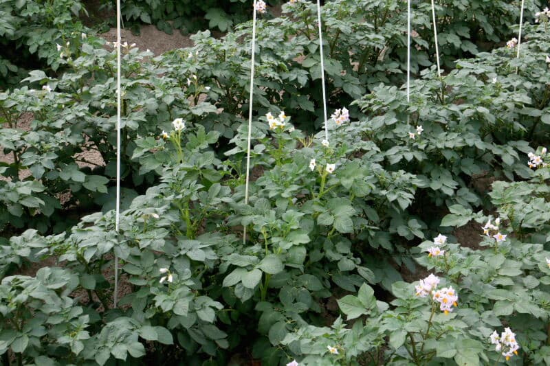 Een voorbeeld van het ras Desiree. Links een gezonde plant en rechts een plant aangetast door mozaïekvirus.
