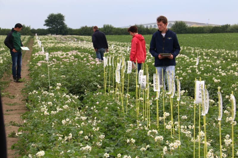 Op het andere veld gaat het erom vermenging en afwijkingen te detecteren. Dit is een veldje Agria met enkele planten van andere rassen en enkele met afwijkingen. Tussen al dat groen valt een lichte afwijking op.