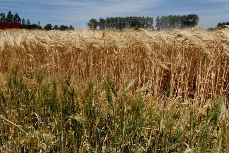 Hoewel de roodzwenk vroeg in de ochtend in de dauw werd gemaaid, trad er door de harde wind toch nog zaadverlies op.