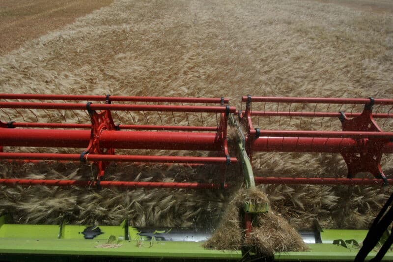 Tijdens het maaien stond er een dermate harde wind dat het gras verwaaid op het zwad viel. Nu er een paar dagen later wordt gedorst, is het verschil tussen gedorst en niet-gedorst zwad nauwelijks te zien.