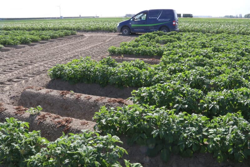 Ondanks de droogte zit de groei er nog goed in. De beworteling gaat tot 70 cm diep, zodat de plant nog voldoende vocht kan opnemen. De teeltlaag is al redelijk droog, zodat de nutriënten daarin minder beschikbaar zijn en dat laat zich zien door een verminderde groenkleuring van het nieuwe blad. De situatie is nog niet zorgwekkend. Als de droogte langer aanhoudt, wordt dat het wel.