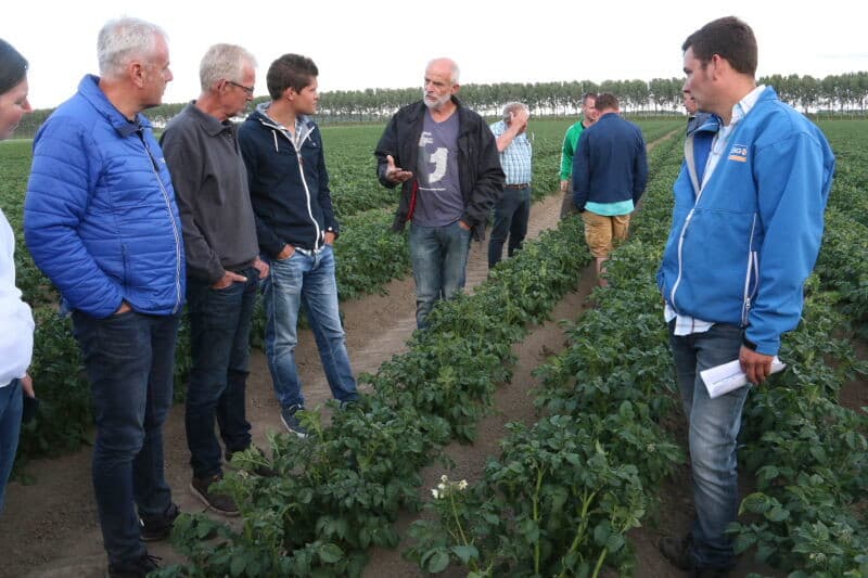 De plant met de meest ontwikkelde knolletjes laat een aantal van 20 gelijkmatige knollen zien.