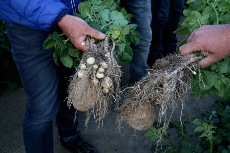 Er wordt gekeken naar de situatie in de rug, want daar gaat het uiteindelijk om. Dit is Spunta SE uit eigen vermeerdering. De knolontwikkeling begint duidelijk niet gelijk, maar beide planten laten een behoorlijk aantal knolletjes zien. De plantafstand tussen beide planten was hooguit 15 cm.