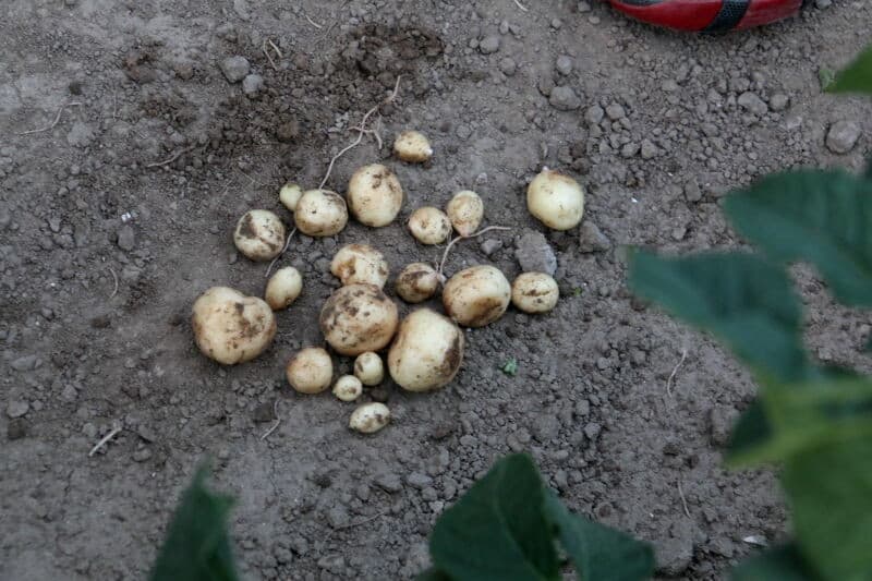 Dit is het ras Triplo, een dubbeldoel aardappel. Ook hier is de knolontwikkeling net op gang gekomen.