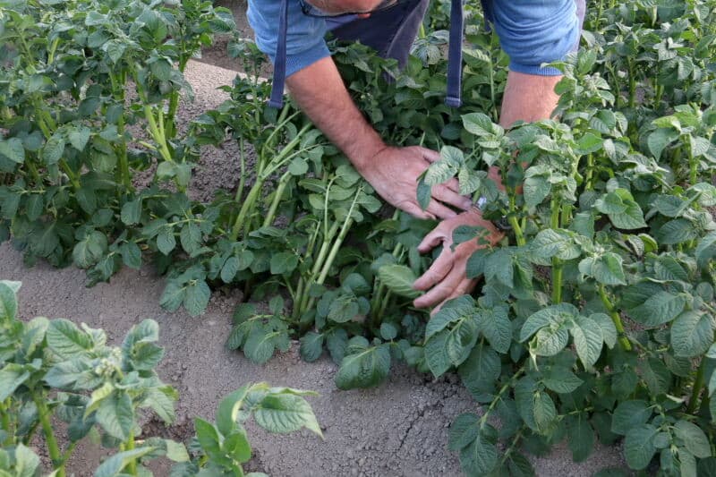 Naast deze proefvelden bij de Rusthoeve zijn er ook telers die op hun eigen bedrijf proefstroken aanleggen. Eén van die bedrijven is akkerbouw- en loonbedrijf Dekker-Haartsen uit Biervliet, dat ongeveer 15 rassen pootgoed teelt. Leden van de pootaardappelacademie krijgen uitleg van Ivo Haartsen, rechts op de foto. Daniel Dekker, midden in de zwarte jas, geeft extra toelichting.