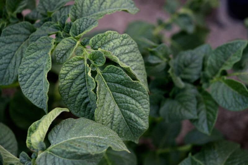 De knolontwikkeling van Spunta op dit regulier bemest veld is inmiddels op gang gekomen. Deze plant telt ruim 15 knolletjes.