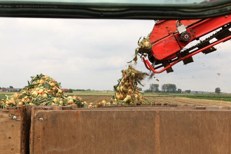 De gerooide uien blijven niet lang op het veld liggen. Nog dezelfde dag worden ze geraapt en per wagen naar het bedrijf van MSP gebracht.