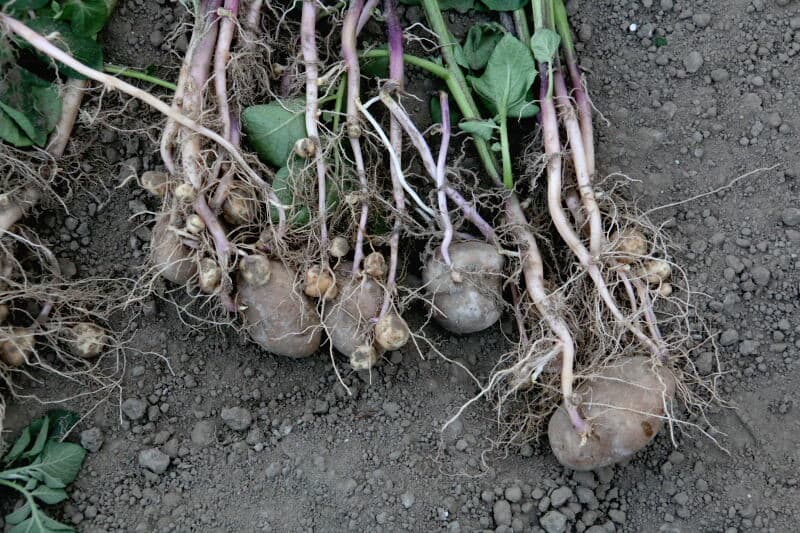 Dit jaar is er bij Agrarisch Kennis en Innovatiecentrum Rusthoeve in Colijnsplaat een uitgebreide proef van de pootaardappelacademie met een aantal commerciële rassen. Op deze foto een proef naar invloed op de productie bij verschillende plantafstanden in de rij. Foto's: Anton Dingemanse