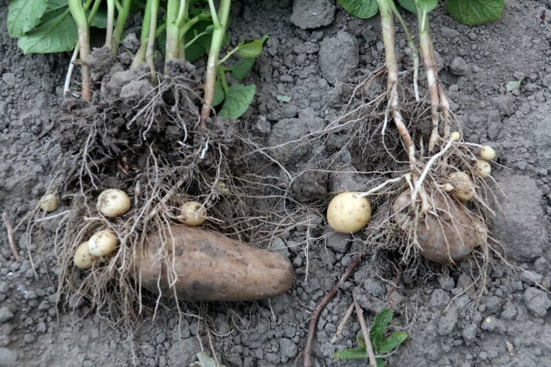 De ruggenbemester in bedrijf. Kort nadat de aardappelen zijn geplant wordt de ruggenbemester ingezet. Daarna worden de ruggen opgebouwd. Deze bemester wordt al enkele jaren gebruikt en de ervaring is dat ondanks de lagere fosfaatgift de productie niet minder is, eerder iets hoger. Daarbij komt nog dat de knolontwikkeling homogener is.