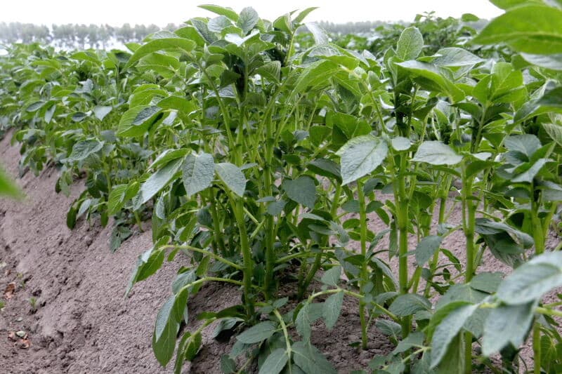 Een set injectiekouters in detail. Hiermee wordt de vloeibare fosfaat schuin onder de aardappel geïnjecteerd zodat de poter bij wortelontwikkeling meteen meststoffen tot zijn beschikking heeft. Het streven is een lagere fosfaatgift zonder op de productie in te leveren, om zodoende meer ruimte in fosfaattoepassing te creëren.