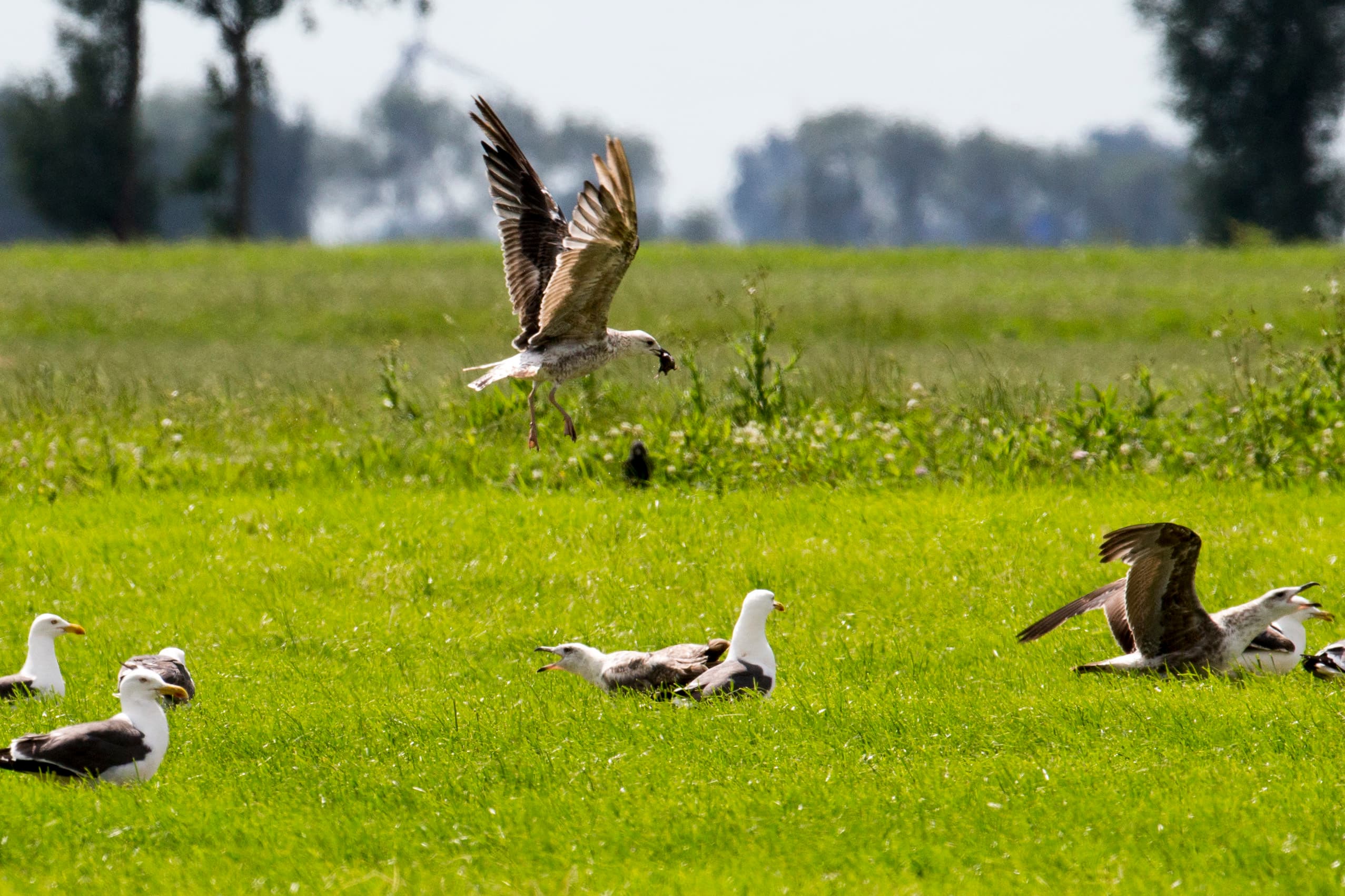 Foto: Anne van der Woude