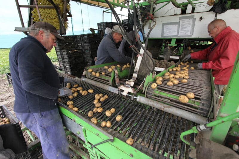 De aardappelen worden nu geleverd in dozen van 5 of 10 kilo. De prijs voor 5 kilo is ¬ 2,25 per kilo, 10 kilo kost ¬ 1,85 per kilo. Dat is dan wel inclusief verpakking en verzending. Deze prijs is concurrerend met het aanbod van oude aardappelen in de supermarkt. Aardappelen van de nieuwe oogst worden in de supermarkt veelal duurder verkocht.