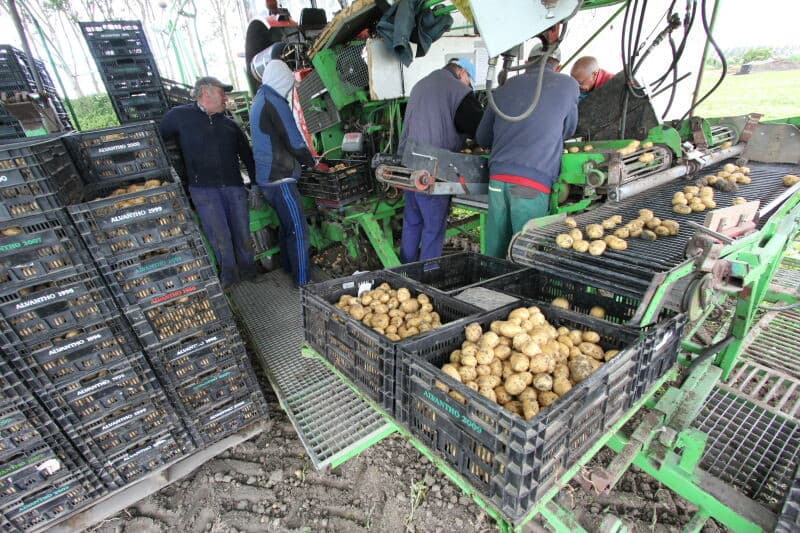 Deze rond 17 maart geplante Doré laat op de leesmat aardappelen zien van een mooie maat met zo goed als geen kluiten en zelfs een enkele bonk er tussen.